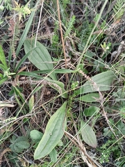 Plantago media