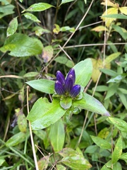 Gentiana clausa