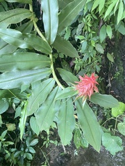 Costus comosus