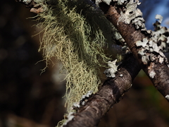 Usnea dasopoga