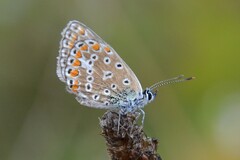 Polyommatus