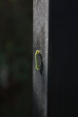 Chlorochlamys triangularis