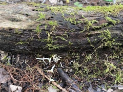 Clavaria fragilis