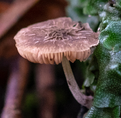 Pluteus