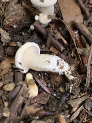 Hygrophorus eburneus
