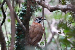 Pterorhinus pectoralis