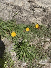 Hypochaeris radicata