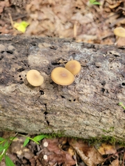 Simocybe centunculus