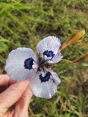Moraea aristata