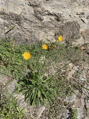 Hypochaeris radicata