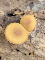 Simocybe centunculus