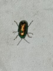 Cryptocephalus