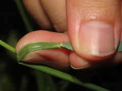Eragrostis atrovirens