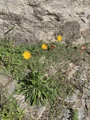 Hypochaeris radicata