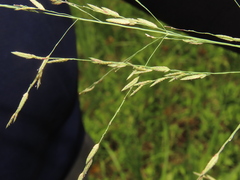Eragrostis atrovirens