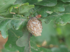 Andricus foecundatrix