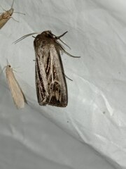 Mythimna velutina