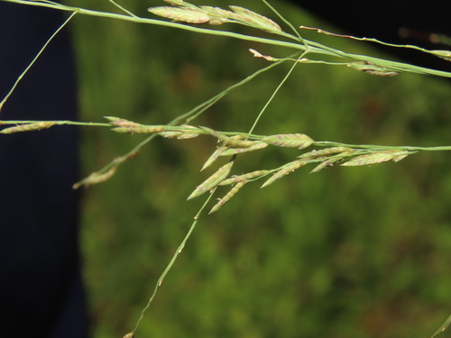 Image of Eragrostis atrovirens by (c) chiuluan, some rights reserved (CC BY)