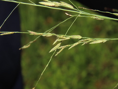 Eragrostis atrovirens