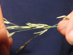Eragrostis atrovirens