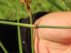 Eragrostis atrovirens
