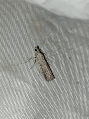 Epischnia prodromella