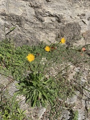 Hypochaeris radicata