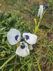 Moraea aristata