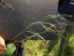 Eragrostis atrovirens