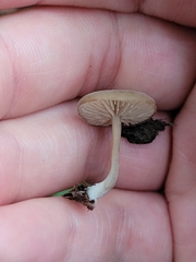 Simocybe centunculus