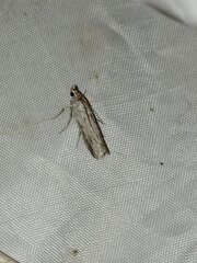 Epischnia prodromella