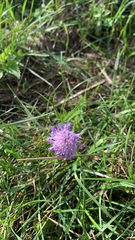 Knautia arvensis