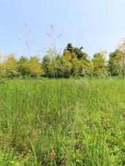 Eragrostis atrovirens