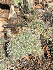 Opuntia polyacantha polyacantha