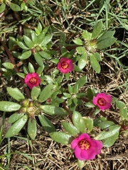 Portulaca amilis