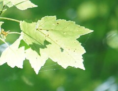 Acericecis ocellaris