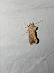 Macdunnoughia confusa