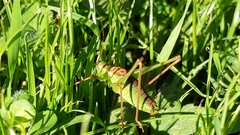 Leptophyes punctatissima