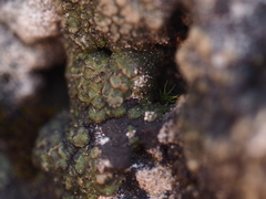 Placidium squamulosum