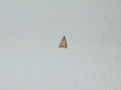 Bostra obsoletalis