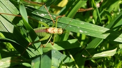 Leptophyes punctatissima