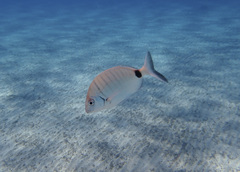 Diplodus sargus