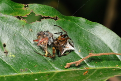 Verrucosa scapofracta