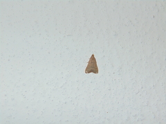 Bostra obsoletalis