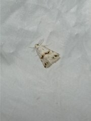 Eublemma porphyrinia