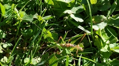 Leptophyes punctatissima