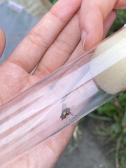 Lucilia coeruleiviridis