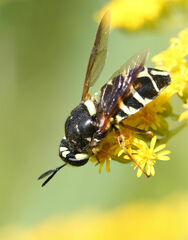 Stratiomyini