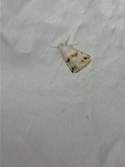 Eublemma porphyrinia