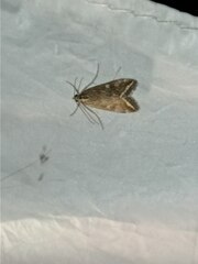 Loxostege sticticalis